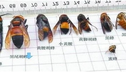 与蜂“亲密接触”后，该如何自救呢？