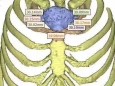 高精尖 | 罕見(jiàn)腫瘤“吞噬”胸骨柄 3D打印成形的鈦網(wǎng)人工胸骨幫其實(shí)現(xiàn)胸廓重建...