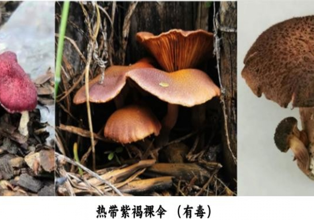 注意！能变色的漂亮 “紫衣” 蘑菇 —— 热带紫褐裸伞，专骗你上当