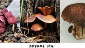 注意！能变色的漂亮 “紫衣” 蘑菇 —— 热带紫褐裸伞，专骗你上当