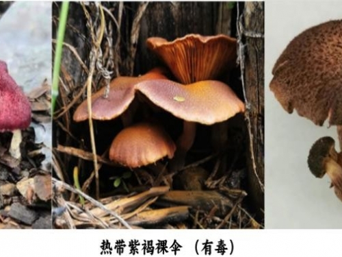 注意！能变色的漂亮 “紫衣” 蘑菇 —— 热带紫褐裸伞，专骗你上当