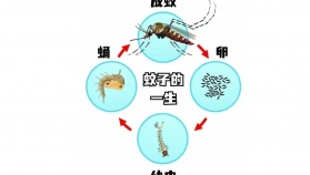 家庭如何防蚊灭蚊？