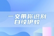 预防登革热，一文带你识别白纹伊蚊