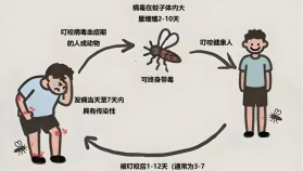 登革热and基孔肯雅热，你需要知道的症状对比、传播途径和预防措施