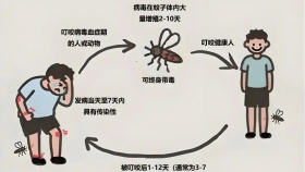 登革热and基孔肯雅热，你需要知道的症状对比、传播途径和预防措施