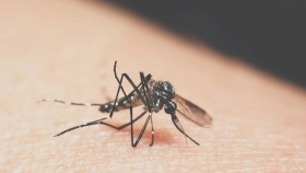 防蚊重点提示：警惕寨卡病毒病，共防基孔肯雅热与登革热